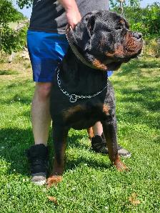 Chiots Rottweiler - Photo 10