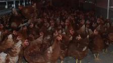 Young Laying Hens - Photo 2
