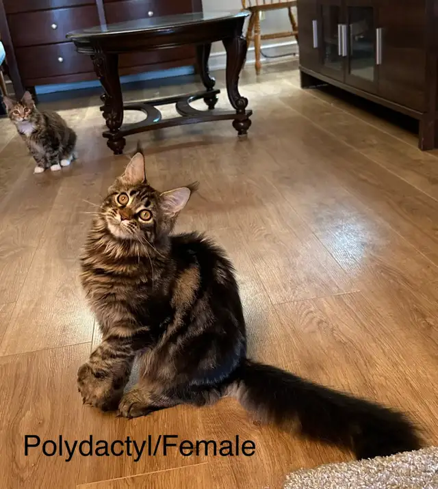 Maine Coon Kittens polydactyl