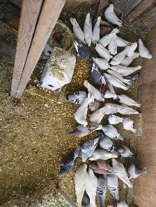 Pigeons à vendre