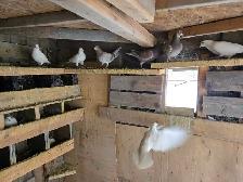 Pigeons à vendre - Photo 2