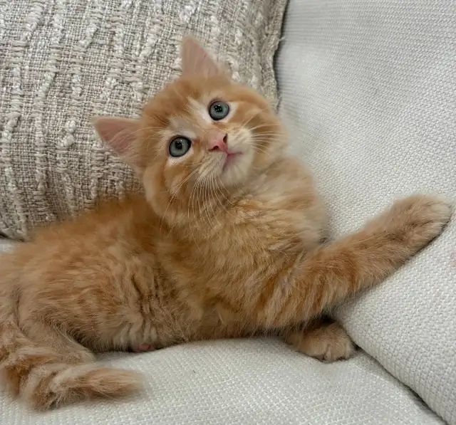 Chaton Sibérien hypoallergene