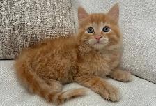 Chaton Sibérien hypoallergene - Photo 2