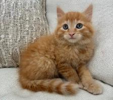 Chaton Sibérien hypoallergene - Photo 4