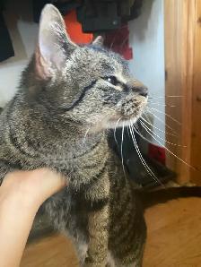 Cat looking for forever home