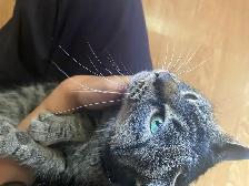 Cat looking for forever home - Photo 2