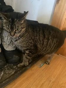 Cat looking for forever home - Photo 3