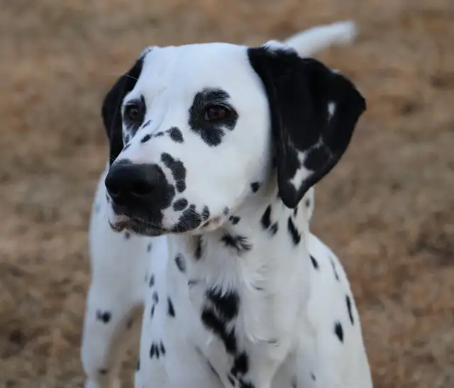 Retired CKC Dalmatian