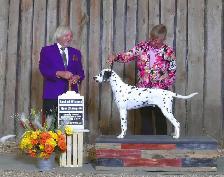 Retired CKC Dalmatian - Photo 4