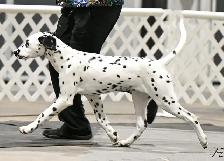 Retired CKC Dalmatian - Photo 6