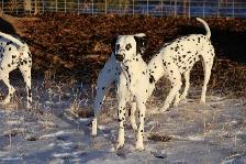 Retired CKC Dalmatian - Photo 7