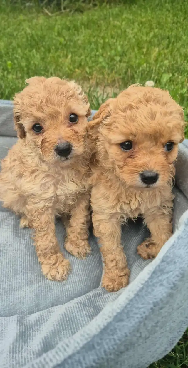 COCKAPOO DOG