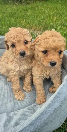 COCKAPOO DOG