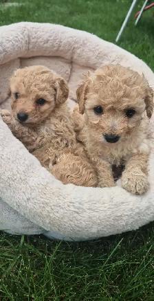 COCKAPOO DOG - Photo 2
