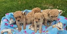 COCKAPOO DOG - Photo 3