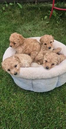 COCKAPOO DOG - Photo 4