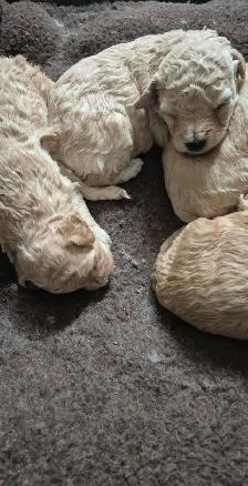 COCKAPOO DOG - Photo 5