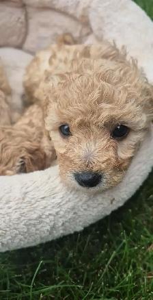 COCKAPOO DOG - Photo 6