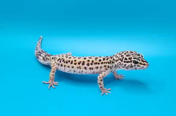 gecko leopard regulier