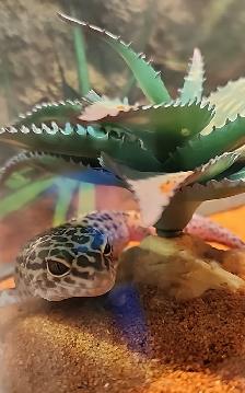 gecko leopard regulier - Photo 4