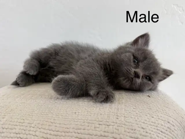 British shorthair mix