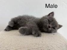British shorthair mix
