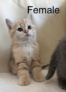 British shorthair mix - Photo 2