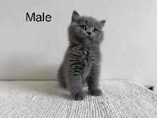 British shorthair mix - Photo 3