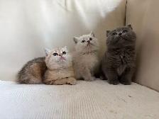 British shorthair mix - Photo 4