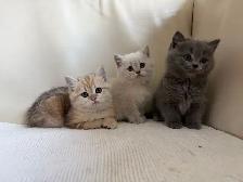 British shorthair mix - Photo 5