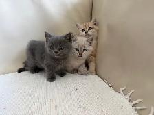 British shorthair mix - Photo 6