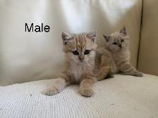 British shorthair mix - Photo 7