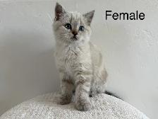 British shorthair mix - Photo 8