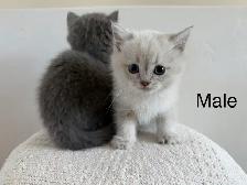 British shorthair mix - Photo 9
