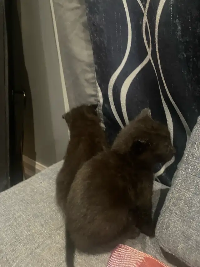 polydactyl kitty looking for his furever home