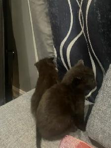 polydactyl kitty looking for his furever home