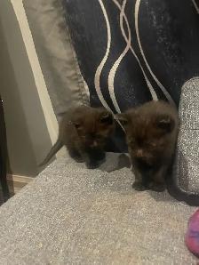 polydactyl kitty looking for his furever home - Photo 2