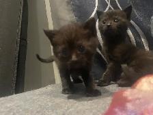 polydactyl kitty looking for his furever home - Photo 3