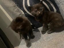 polydactyl kitty looking for his furever home - Photo 4