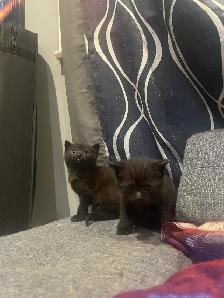 polydactyl kitty looking for his furever home - Photo 6