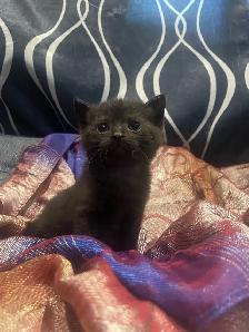polydactyl kitty looking for his furever home - Photo 7