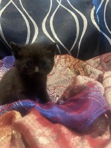 polydactyl kitty looking for his furever home - Photo 8