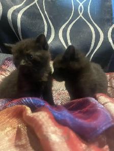polydactyl kitty looking for his furever home - Photo 9