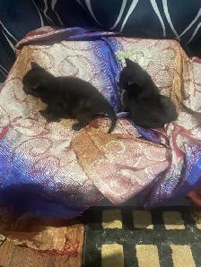polydactyl kitty looking for his furever home - Photo 10