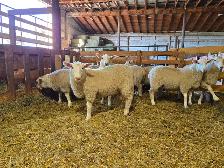 Cheviot x Dorset Replacement Ewe Lambs