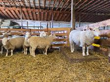 Cheviot x Dorset Replacement Ewe Lambs - Photo 2
