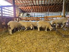Cheviot x Dorset Replacement Ewe Lambs - Photo 3
