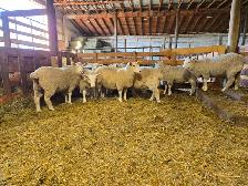 Cheviot x Dorset Replacement Ewe Lambs - Photo 4