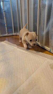 chihuahua