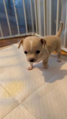 chihuahua - Photo 2